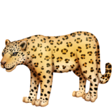 豹emoji素材一 160x160像素