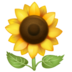 WhatsApp里的向日葵emoji表情