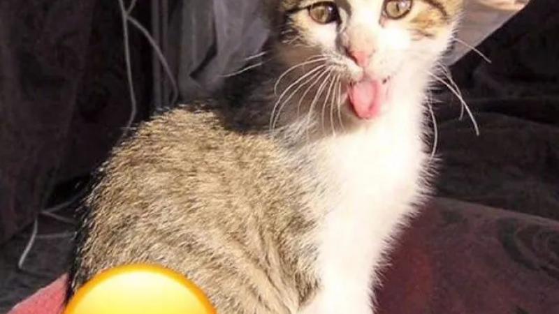 喵星人真是模仿到emoji表情的精髓了！一毛一样啊！