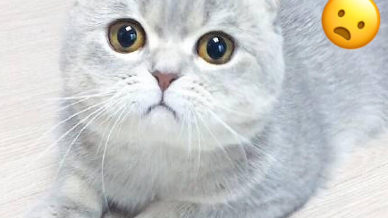 【萌宠趣闻】喵星人的emoji~缩略图