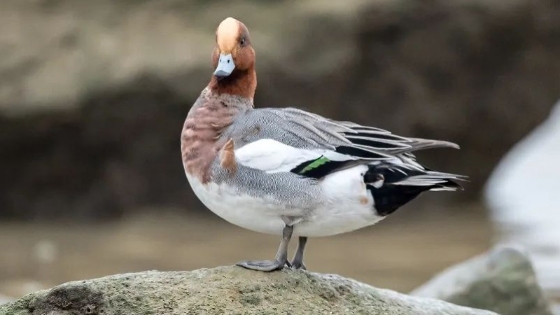 来挑战啊！emoji表情版野生动物，你能猜对多少？缩略图