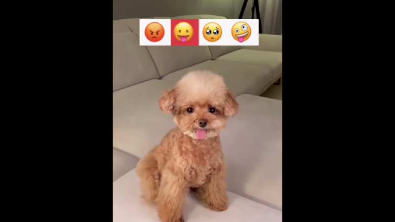 这只狗狗居然能神还原emoji表情包！缩略图