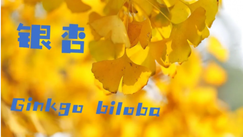 emoji＋植物＝今天的快乐缩略图