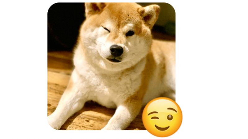 真·表情狗 | 盘点和emoji长一模一样的20只狗狗