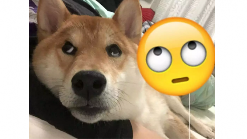 高颜值的人最近都偷偷玩起狗狗emoji了！你还不加入吗？！