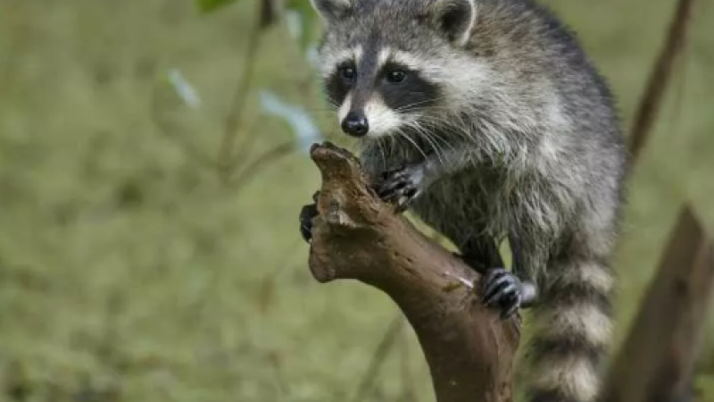 Emoji中的日语(动物)缩略图