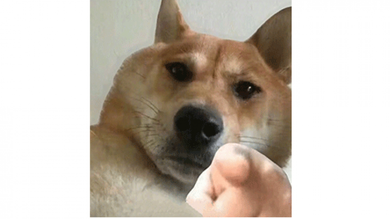 逗比表情包 | 指你呢，说的就是你，被指到的人，请我喝蜜雪冰城！