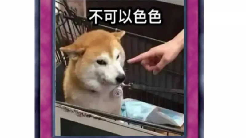 柴犬狗狗卡牌表情包 | 不可以色色