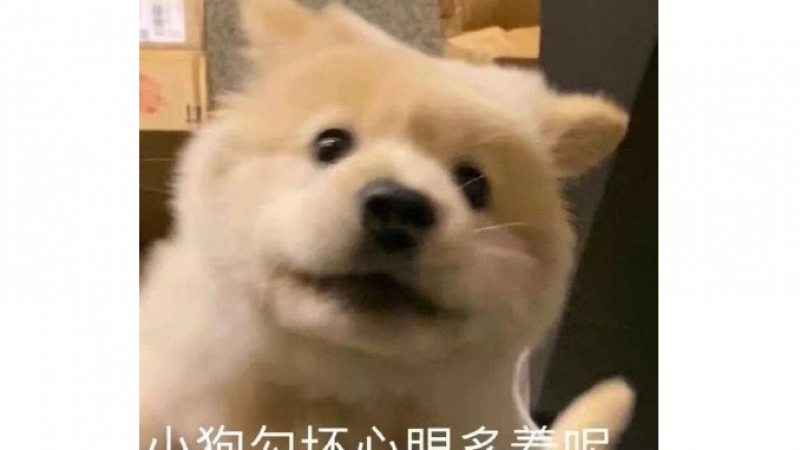 小狗勾能有什么怀心眼呢表情包缩略图