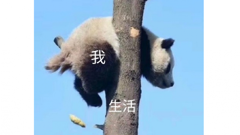 表情包：生活和我缩略图